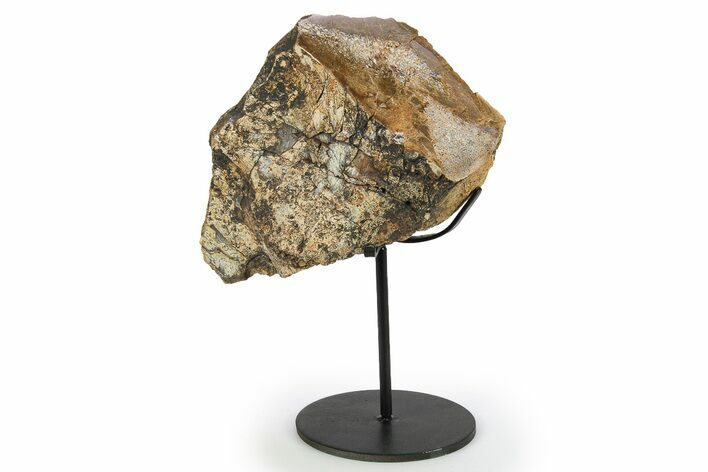 Fossil Sauropod Limb Bone Section w/ Metal Stand - Colorado #294914